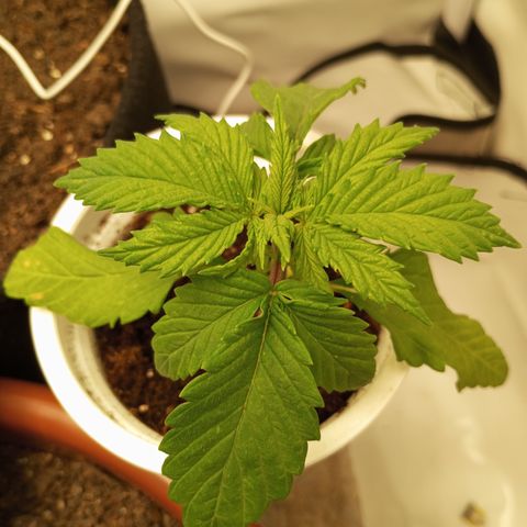 Pinneaple Cheese  growlog timeline photo