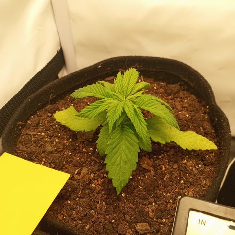 Pinneaple Cheese  growlog timeline photo