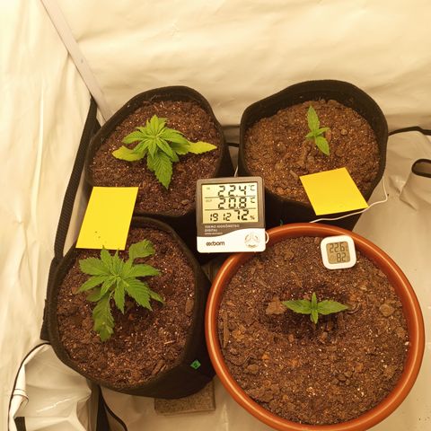 Pinneaple Cheese  growlog timeline photo