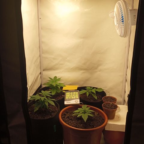 Pinneaple Cheese  growlog timeline photo