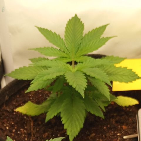 Pinneaple Cheese  growlog timeline photo