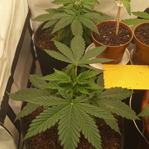 Pinneaple Cheese  growlog timeline photo