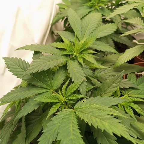 Pinneaple Cheese  growlog timeline photo