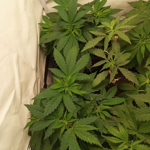 Pinneaple Cheese  growlog timeline photo