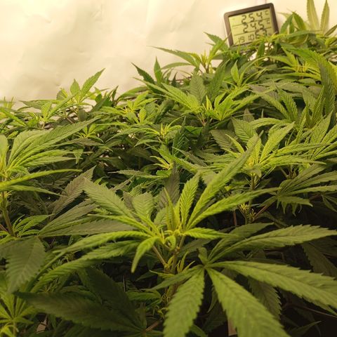 Pinneaple Cheese  growlog timeline photo