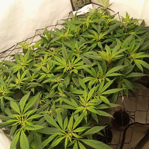Pinneaple Cheese  growlog timeline photo