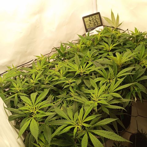 Pinneaple Cheese  growlog timeline photo