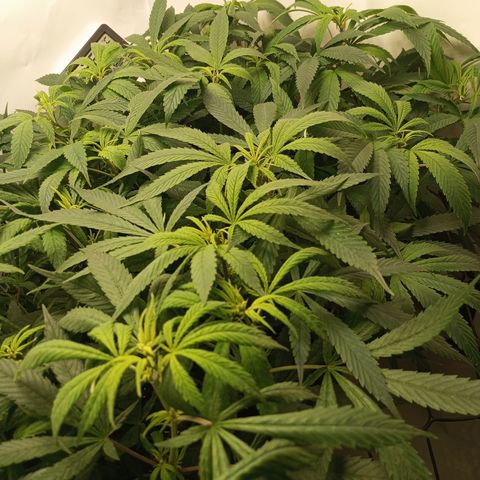 Pinneaple Cheese  growlog timeline photo