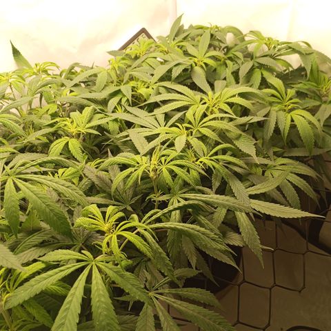 Pinneaple Cheese  growlog timeline photo