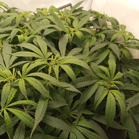 Pinneaple Cheese  growlog timeline photo