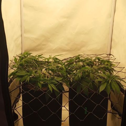 Pinneaple Cheese  growlog timeline photo