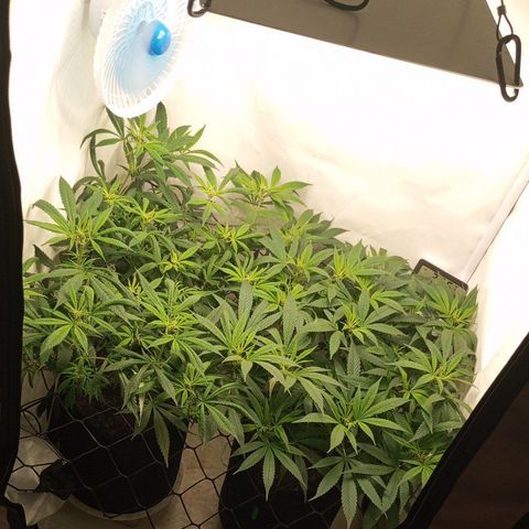 Pinneaple Cheese  growlog timeline photo