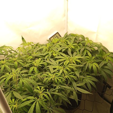 Pinneaple Cheese  growlog timeline photo
