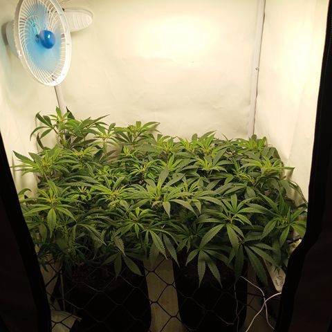 Pinneaple Cheese  growlog timeline photo