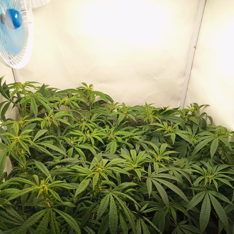 Pinneaple Cheese  growlog timeline photo