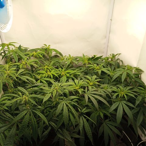 Pinneaple Cheese  growlog timeline photo