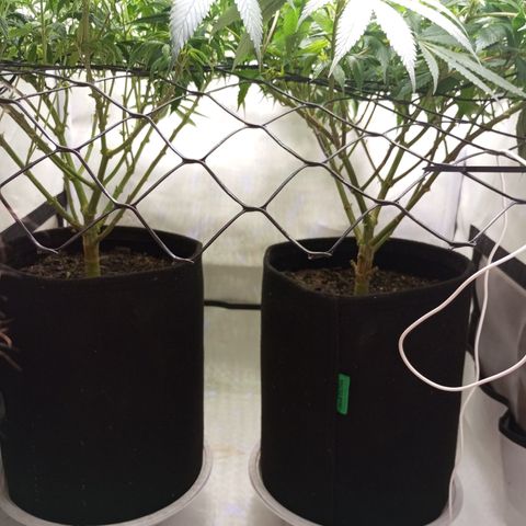 Pinneaple Cheese  growlog timeline photo