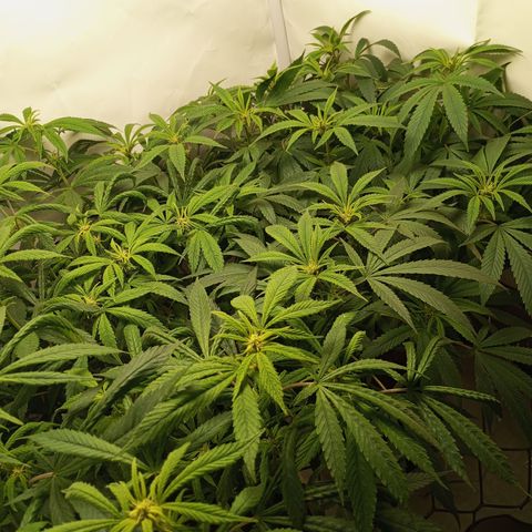 Pinneaple Cheese  growlog timeline photo