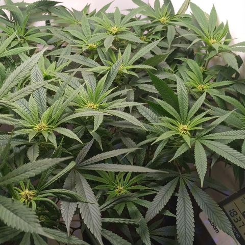 Pinneaple Cheese  growlog timeline photo