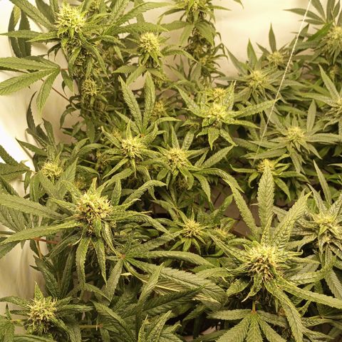 Pinneaple Cheese  growlog timeline photo