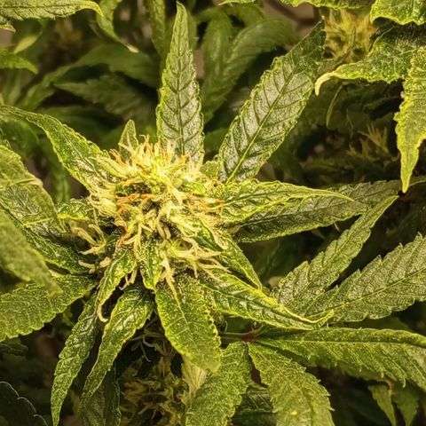Pinneaple Cheese  growlog timeline photo