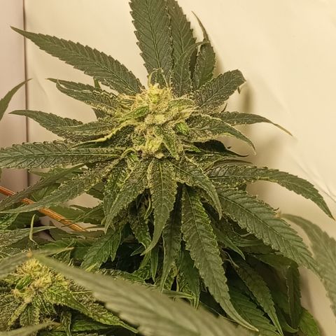Pinneaple Cheese  growlog timeline photo