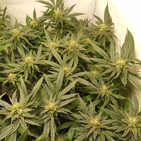 Pinneaple Cheese  growlog timeline photo