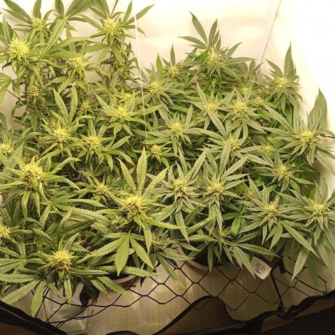 Pinneaple Cheese  growlog timeline photo