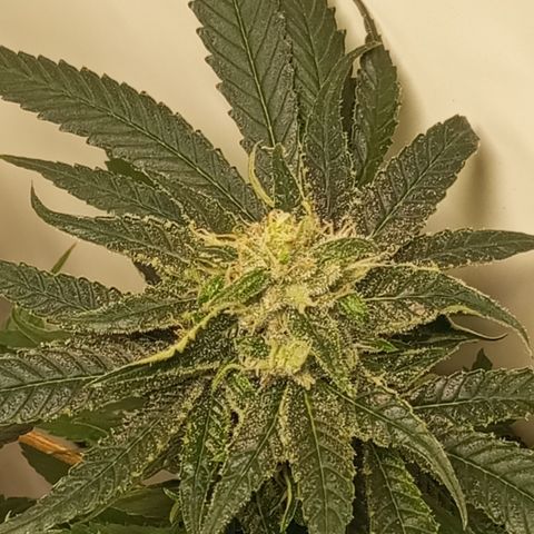 Pinneaple Cheese  growlog timeline photo