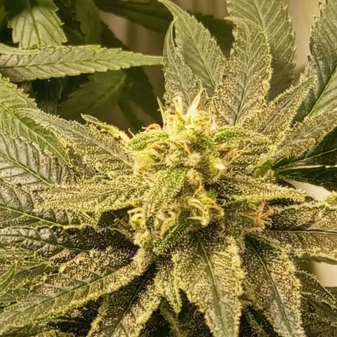 Pinneaple Cheese  growlog timeline photo