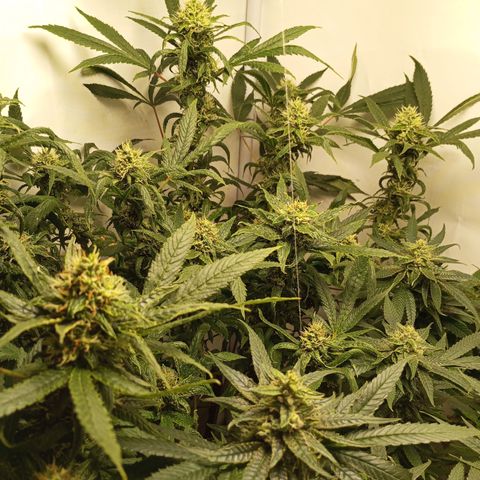 Pinneaple Cheese  growlog timeline photo