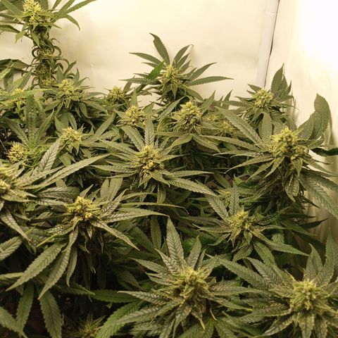 Pinneaple Cheese  growlog timeline photo