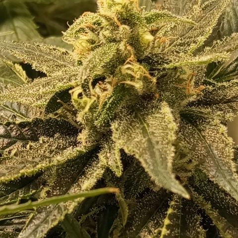 Pinneaple Cheese  growlog timeline photo