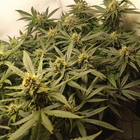 Pinneaple Cheese  growlog timeline photo