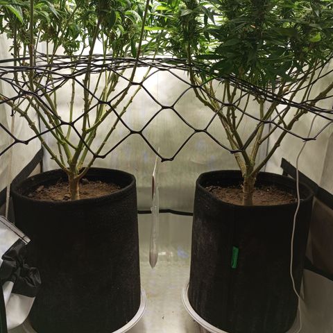 Pinneaple Cheese  growlog timeline photo
