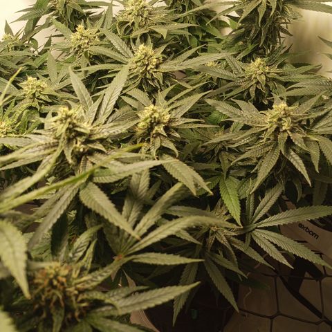 Pinneaple Cheese  growlog timeline photo