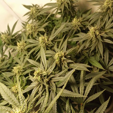 Pinneaple Cheese  growlog timeline photo