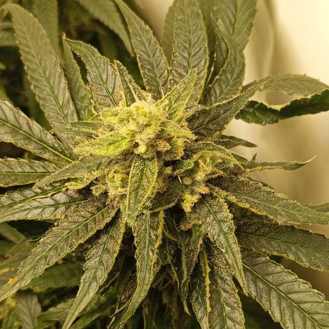 Pinneaple Cheese  growlog timeline photo