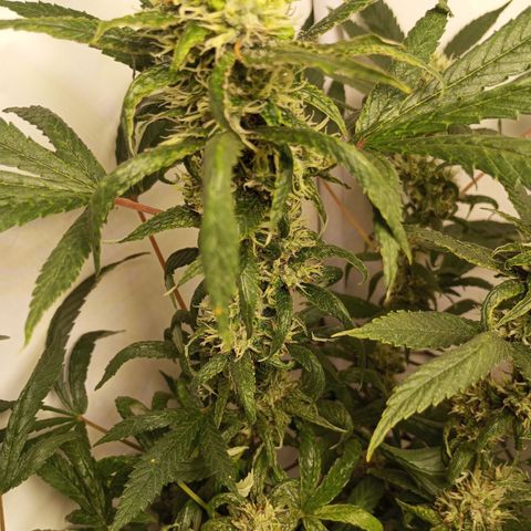 Pinneaple Cheese  growlog timeline photo