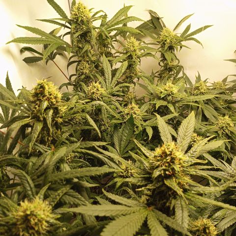 Pinneaple Cheese  growlog timeline photo