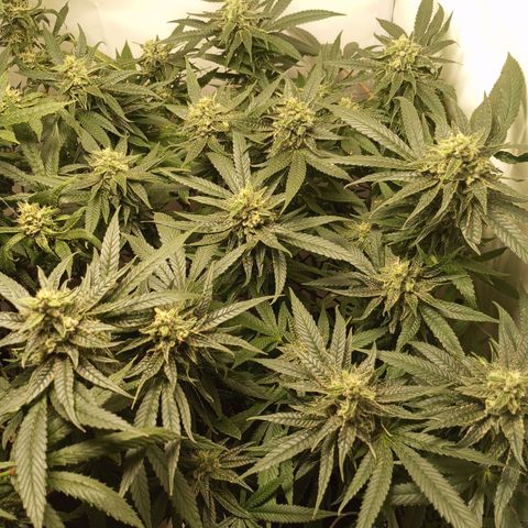 Pinneaple Cheese  growlog timeline photo