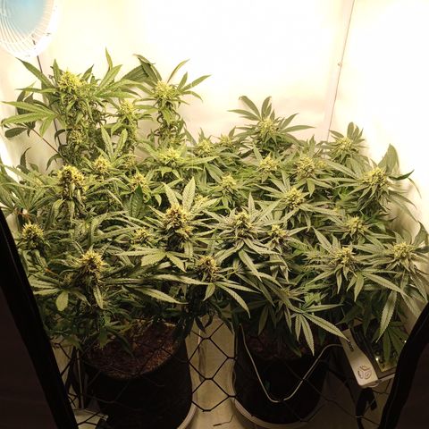 Pinneaple Cheese  growlog timeline photo