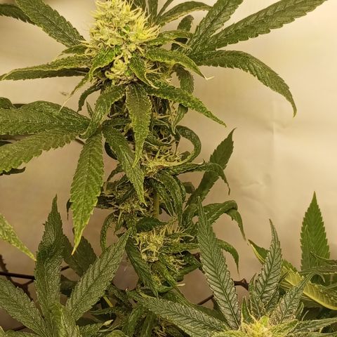Pinneaple Cheese  growlog timeline photo
