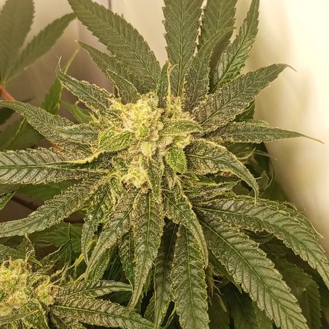 Pinneaple Cheese  growlog timeline photo