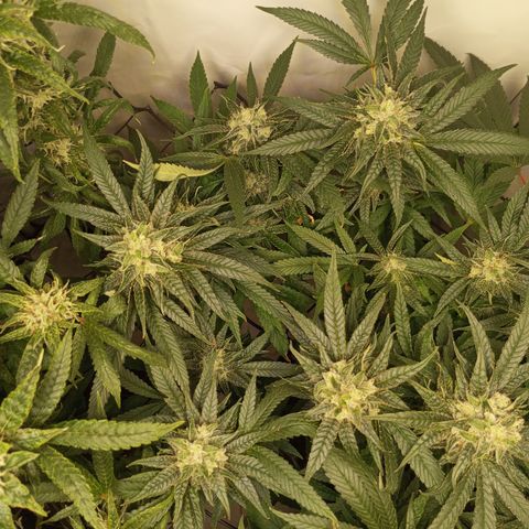 Pinneaple Cheese  growlog timeline photo