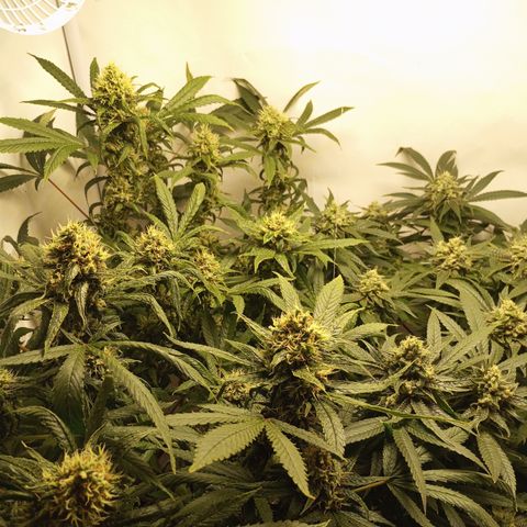 Pinneaple Cheese  growlog timeline photo