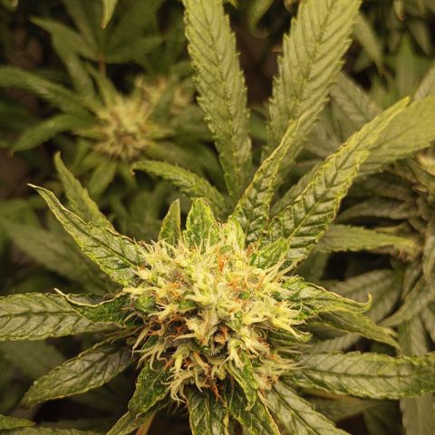 Pinneaple Cheese  growlog timeline photo