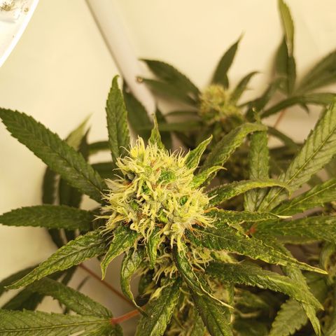Pinneaple Cheese  growlog timeline photo