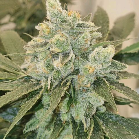 Pinneaple Cheese  growlog timeline photo