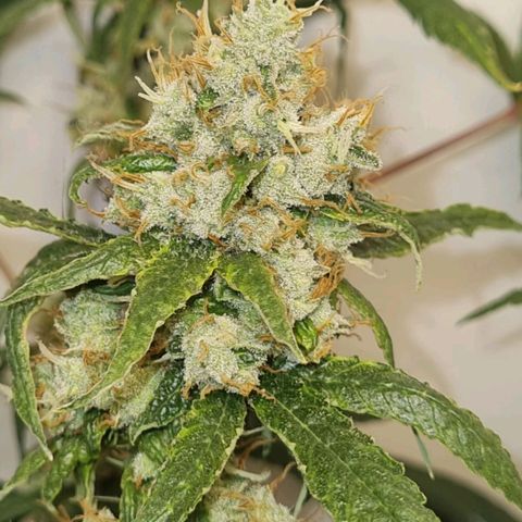Pinneaple Cheese  growlog timeline photo